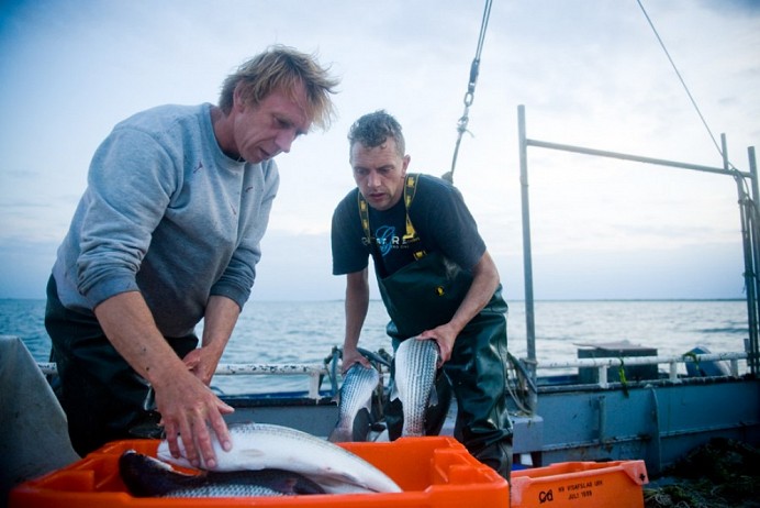 Waddenvis Veltman Vis