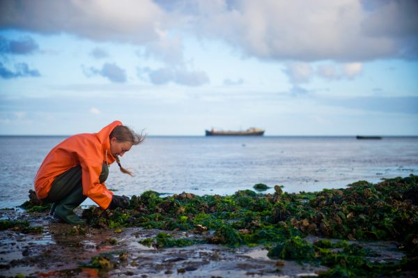 Oesters en kokkels van de Waddenzee