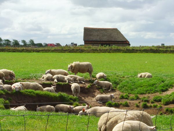 Texels lamsvlees Boschma