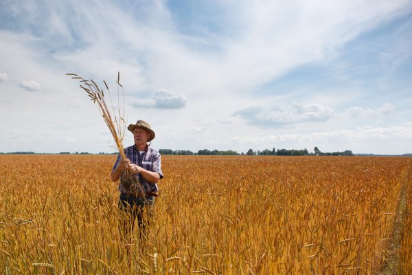 Spelt Landgoud