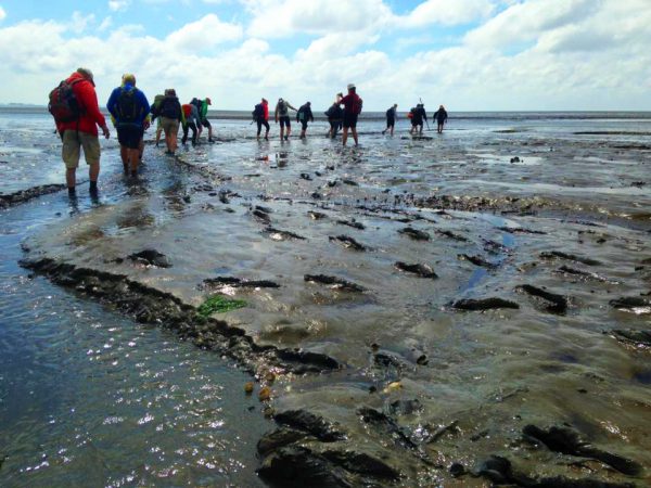 Waddenarrangementen online reisbureau Tour de Wadden