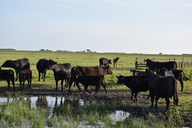 Frisian Angus rundvlees