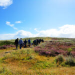 Waddengoud retraite Terschelling